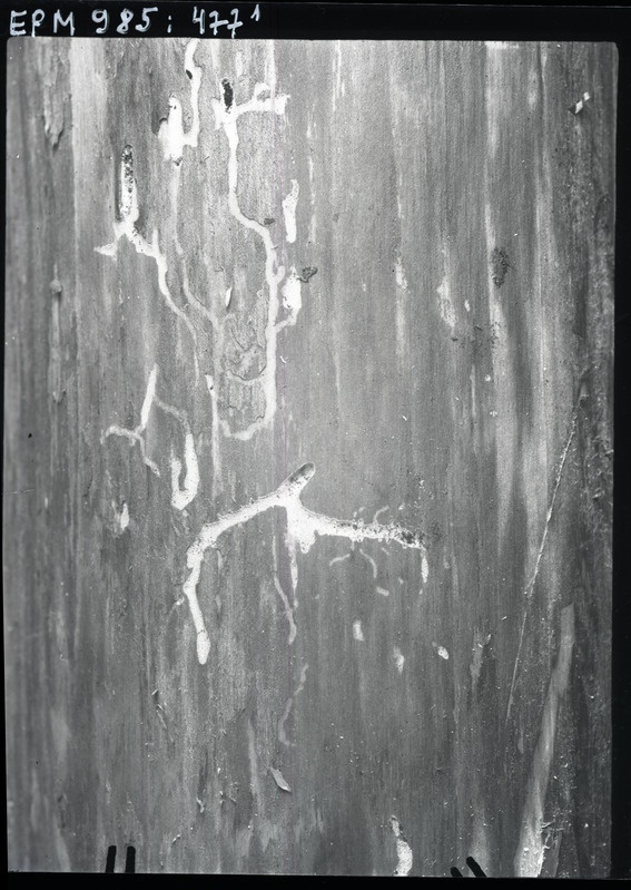 Phthorophloeus spinulosus Picea excelsa