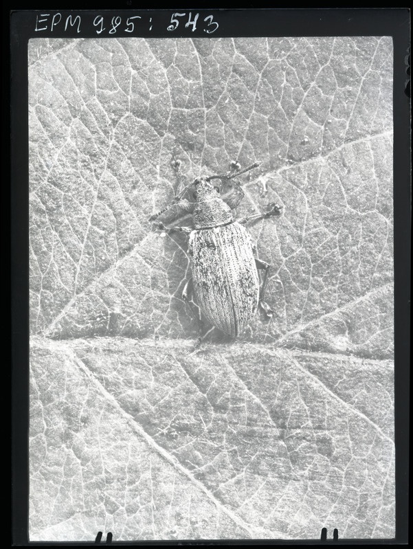 Phyllobius piri