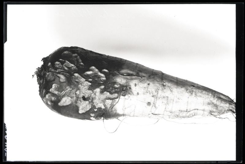 Põldnälkja kahjustatud söödanaeris