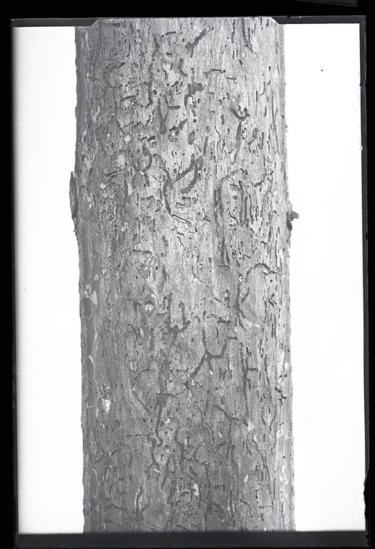 Polygraphus polygraphus