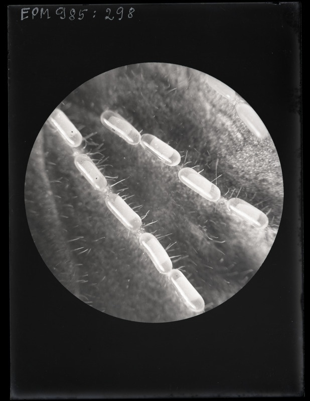 Pteronus ribesii munad