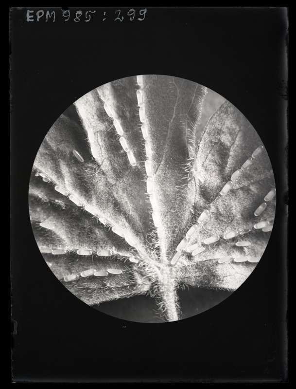 Pteronus ribesii munad