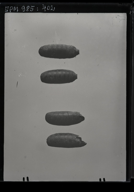 Pegomyia hyoscyami (peedikärbes) nukud