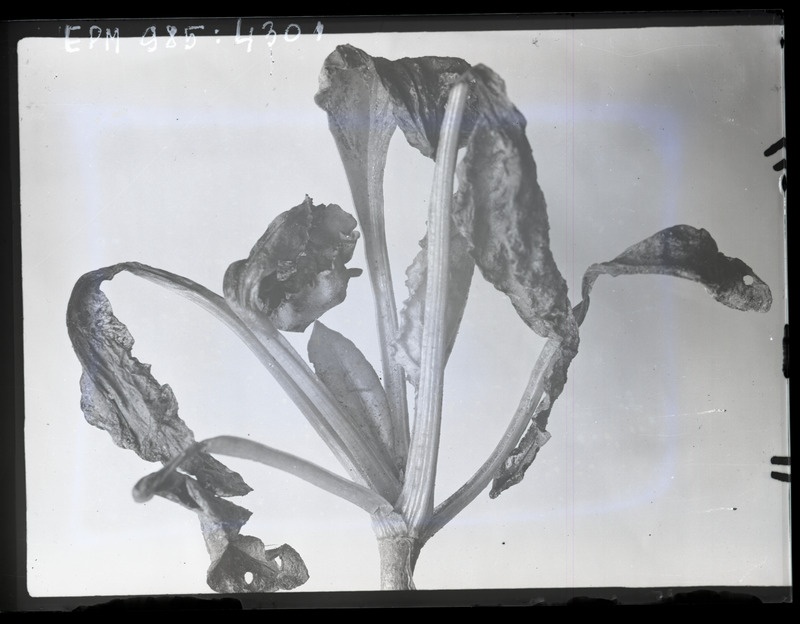 Pegomyia hyoscyami (peedikärbes)