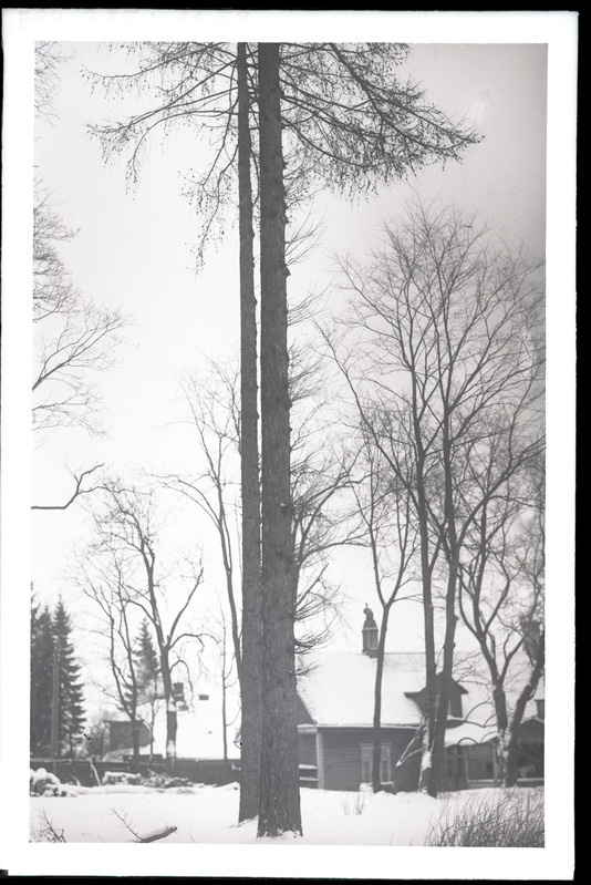 Lehised Jakobi tänava aias