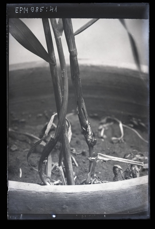 Mayetiola destructor (viljasääsk)