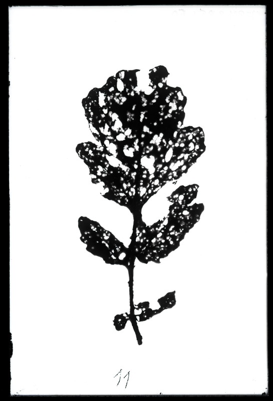 Phaedon cochleariae (naerimardikas)