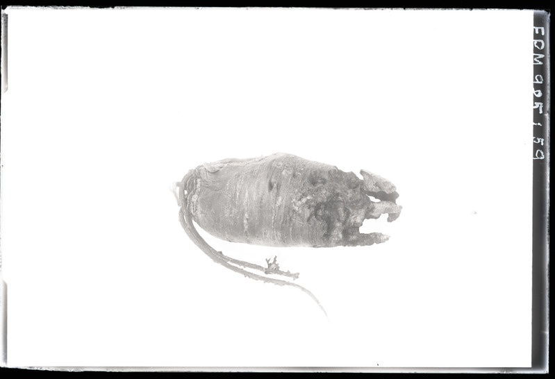 Agrotis segetum'i (oraseöölane, rukkiuss) hävitustöö naeril