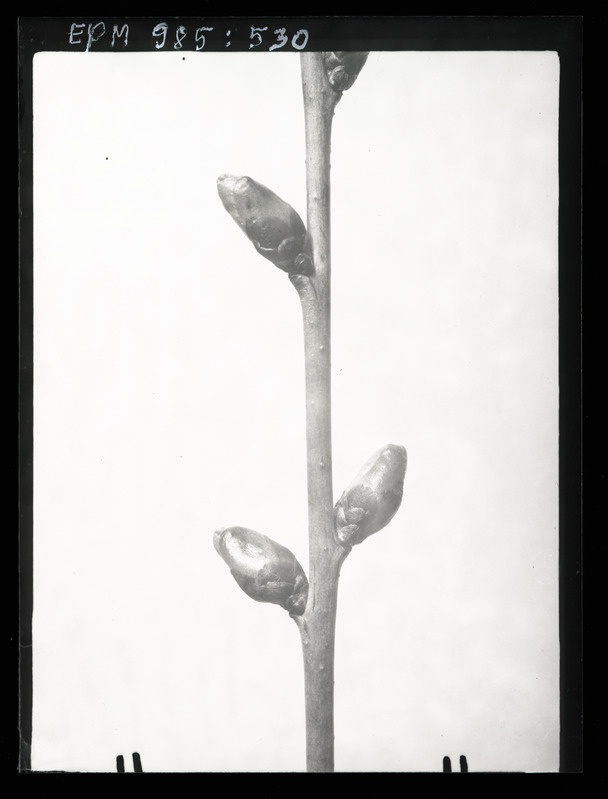 Kirsipungad karbolineumi pritsimise momendil