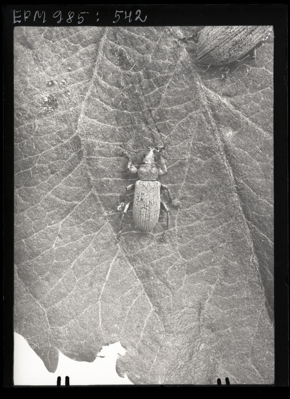 Phyllobius argentatus