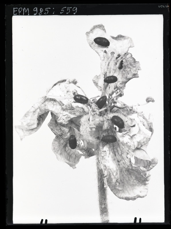 Meligethes'e vigastatud õunapuu õis