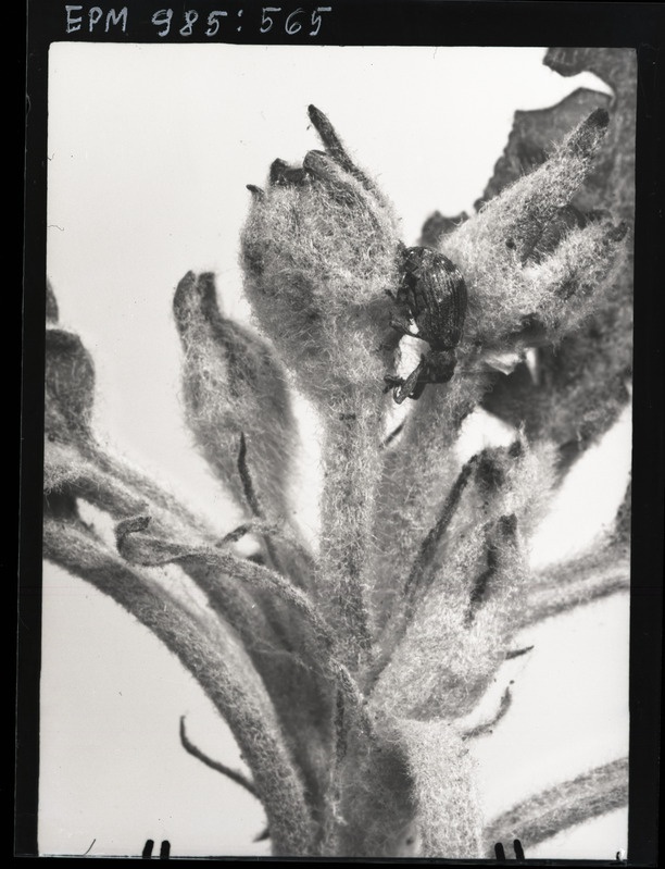 Anthonomus pomorum munemas