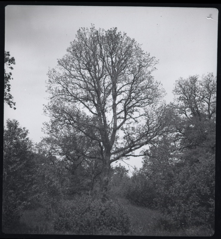 Tortrix viridana rüüste tammikus (Rakvere)