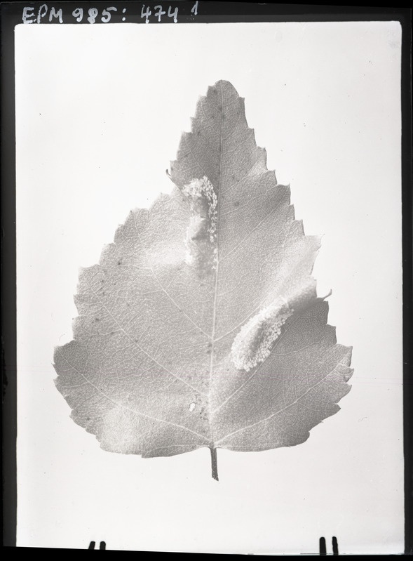 Lithocolletis sp. kaevandid Betula Nigra'l