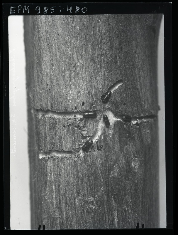 Pityogenes chalcographus (harilik võsaürask)