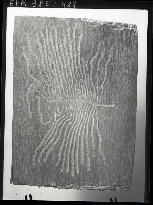 Leperisinus fraxini üheharuline rõhtkäik