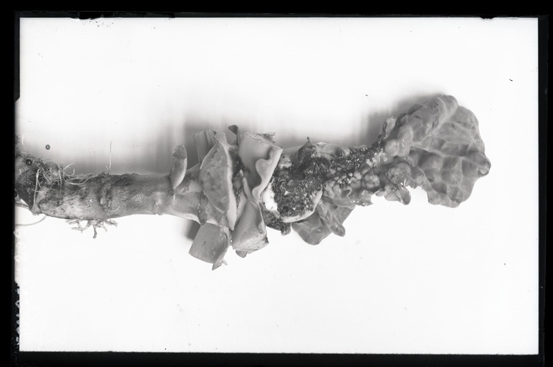 Contarinia torquens