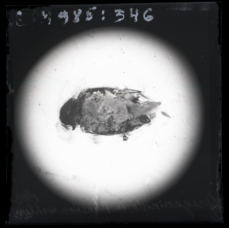 Phaedon cochleariae (naerimardikas) parasiit