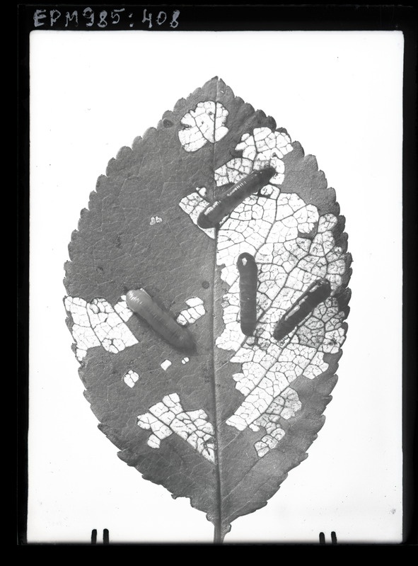 Eriocampoides limacina (kirsipuu-nälkvaablane) kirsil