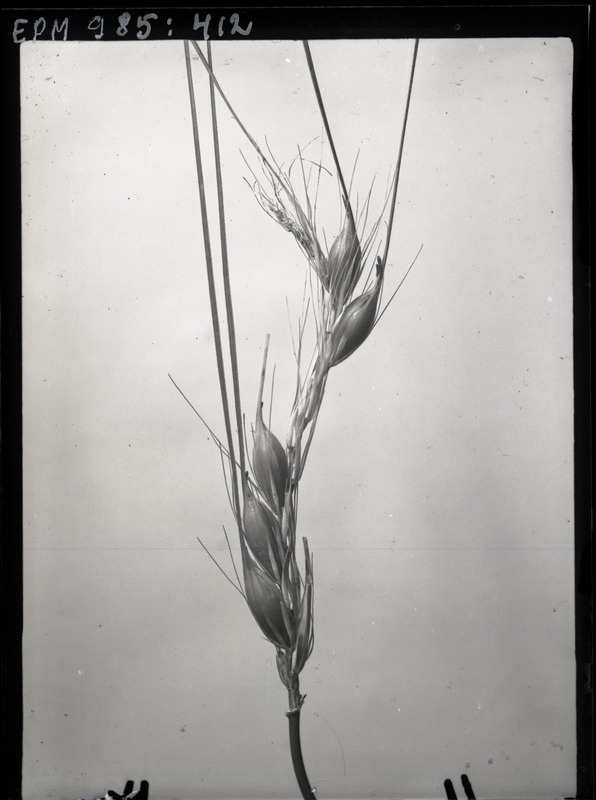 Limothrips denticornis (rukkiripslane)