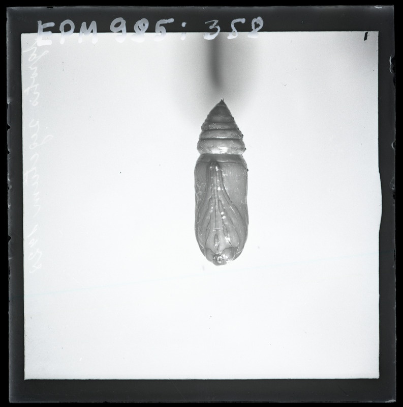 Agrotis segetum'i (oraseöölane) nukk