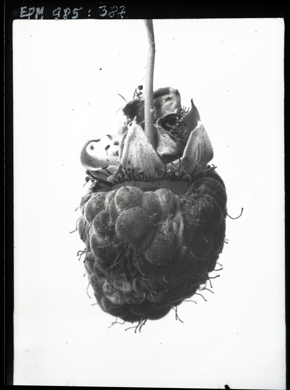Byturus tomentosus'e (vaarikamardikas) kahjustus