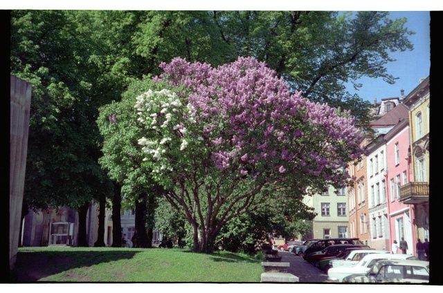 View on Niguliste Street