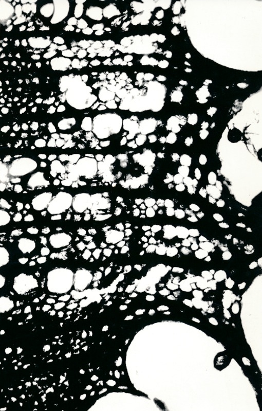 Arheoloogialeid. Tartu Jaani kiriku 1988. a arheoloogiliste uuringute käigus leitud Anna Elisabeth von Münnichi sarkofaagi restaureerimine.