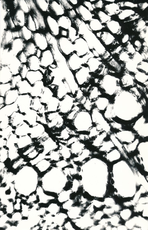 Arheoloogialeid. Tartu Jaani kiriku 1988. a arheoloogiliste uuringute käigus leitud Anna Elisabeth von Münnichi sarkofaagi restaureerimine.