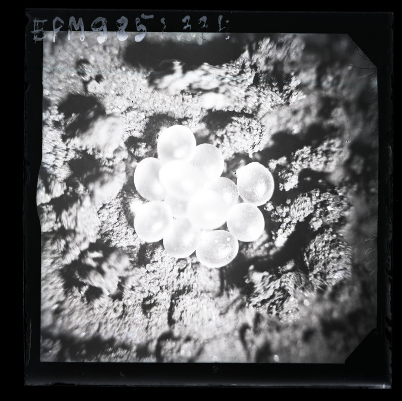 Agrolimax agrestis'e (põllunälkjas) munad