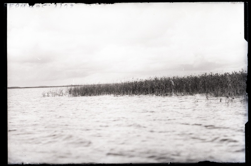 Kõrkjad Saadjärvel