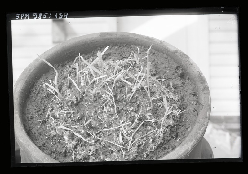 Põllunälkja hävitatud rukis