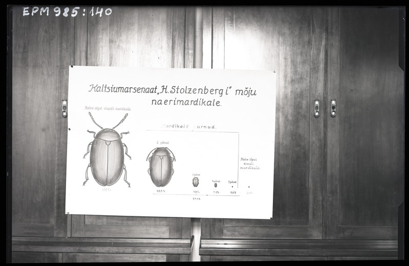 Phaedon cochleariae (naerimardikas)