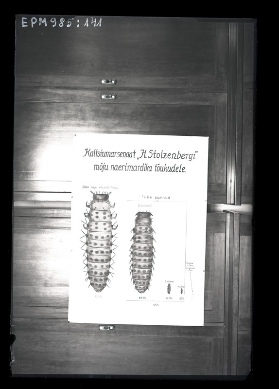 Phaedon cochleariae (naerimardikas)