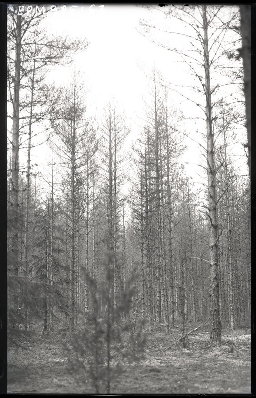 Bupalus Anija metskonnas