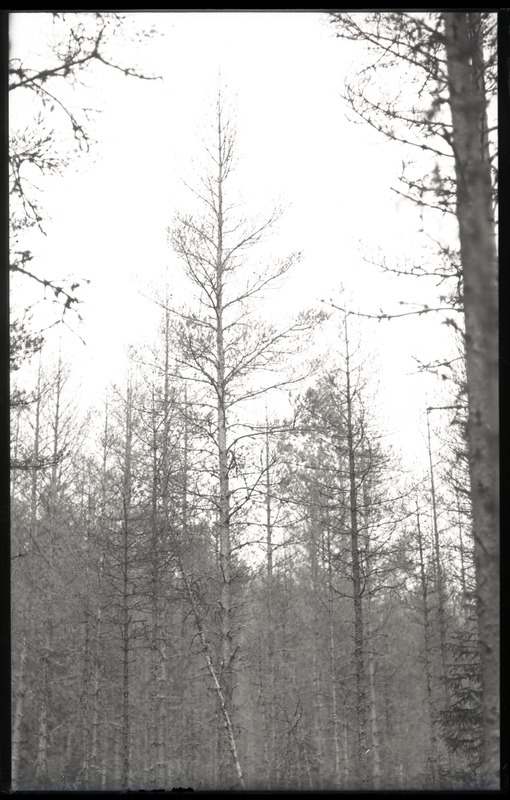 Bupalus Anija metskonnas