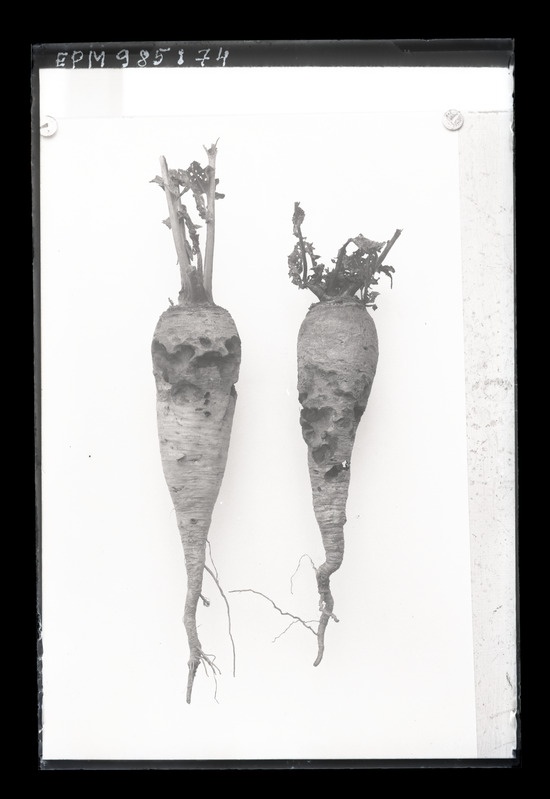 Rukkiussi hävitustöö naeris