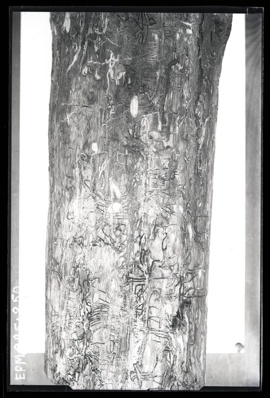 Myelophilus piniperda