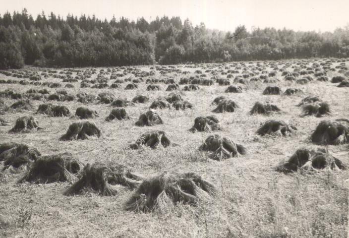 Kitkutud lina põllul kuivamas