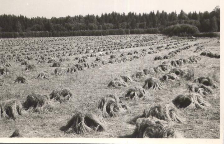 Kitkutud lina põllul kuivamas