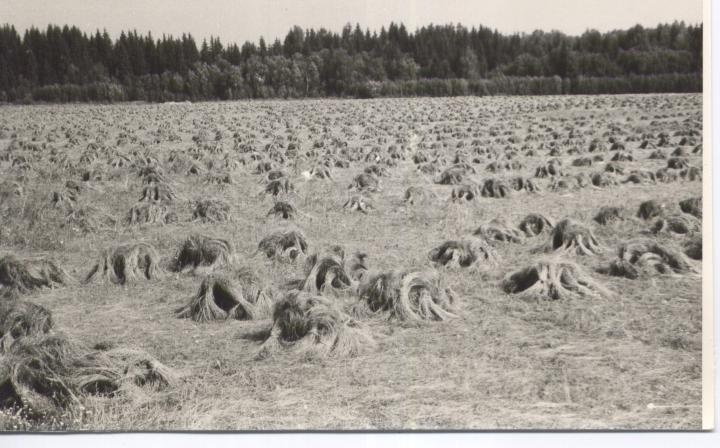 Kitkutud lina põllul kuivamas