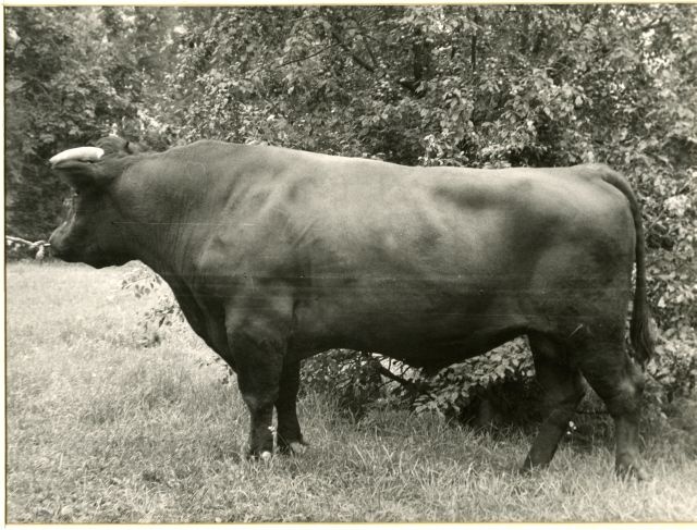 Tõupull Tairus