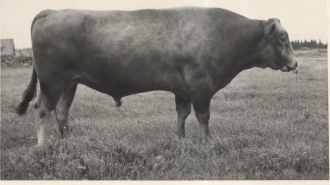 Pärivere sovhoosi pull Weiko