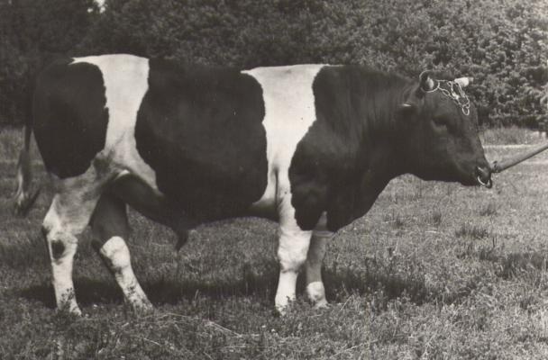 Pull Pikkur Kehtna Sovhoostehnikumis