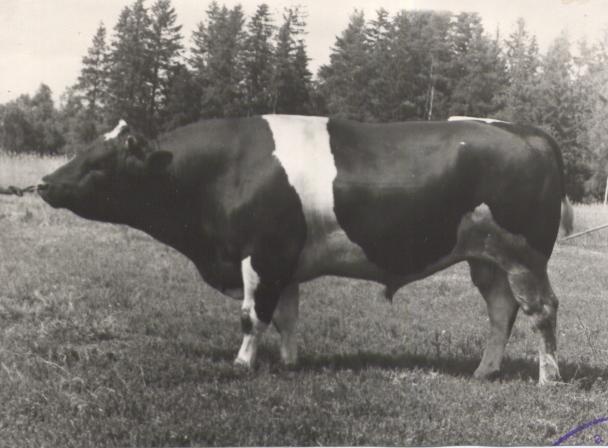 Kehtna Sovhoostehnikumi pull Dinent