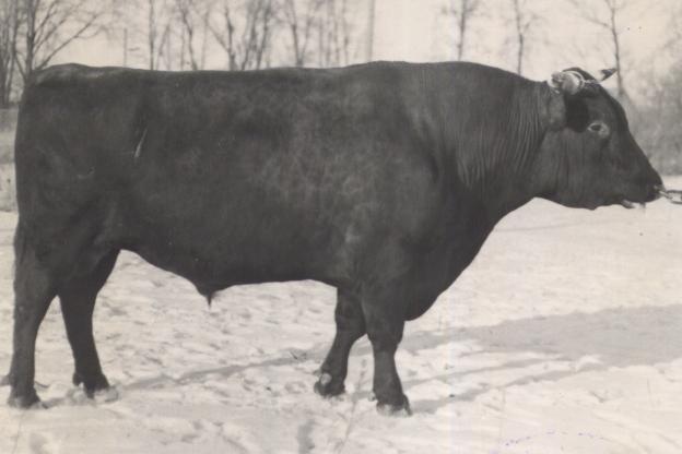 Tartu Kunstliku Seemenduse Jaama pull Naki. 1975