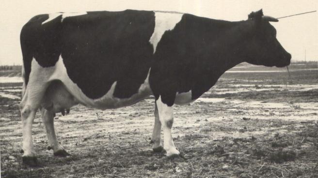 Peningi sovhoosi rekordlehm Valli