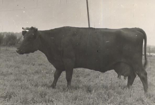 Estonia kolhoosi lehm Melga