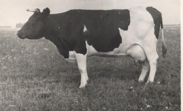 Estonia kolhoosi lehm Lulla