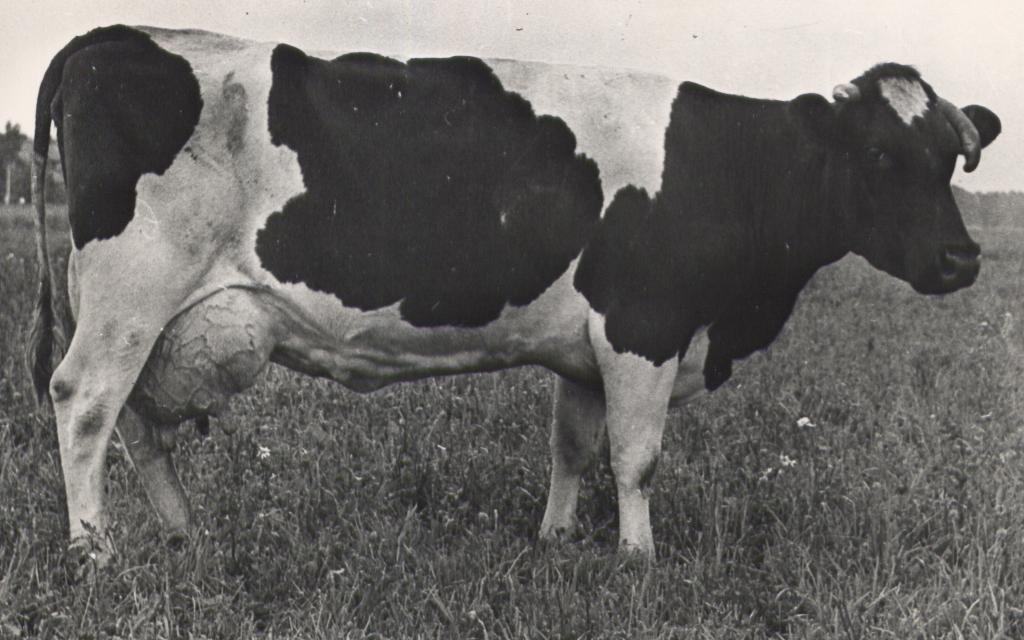Vändra Veisekasvatuse Katsejaama lehm Saniita